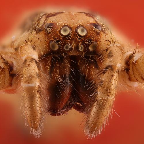 Preview Photographer\'s photo Борис Фотомания