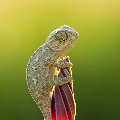 Preview Photographer\'s photo mehmet