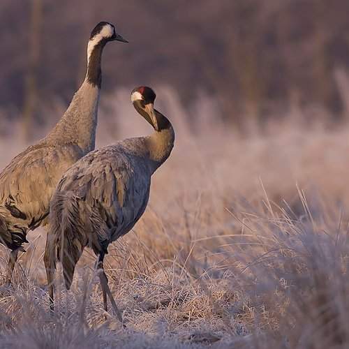 Превью фотографии фотографа olesniczanin