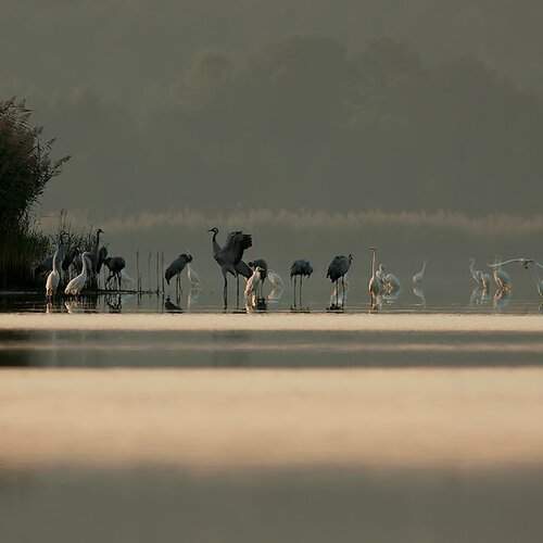 Превью фотографии фотографа olesniczanin