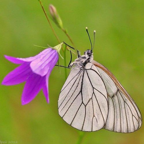 Превью фотографии фотографа Корочкин Андрей