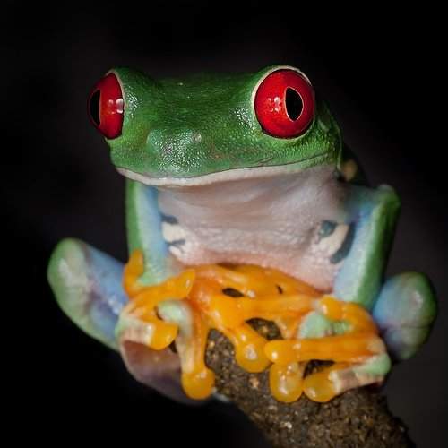 Preview Photographer\'s photo Linas T