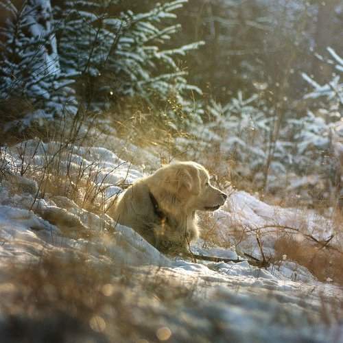 Превью фотографии фотографа Pavla Hralova