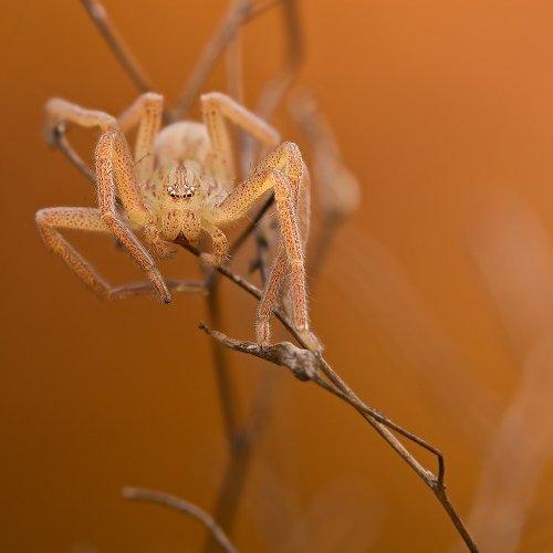 Preview Photographer\'s photo аподл