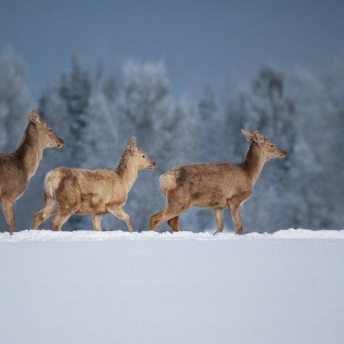 Превью фотографии фотографа Tamara Patrejeva