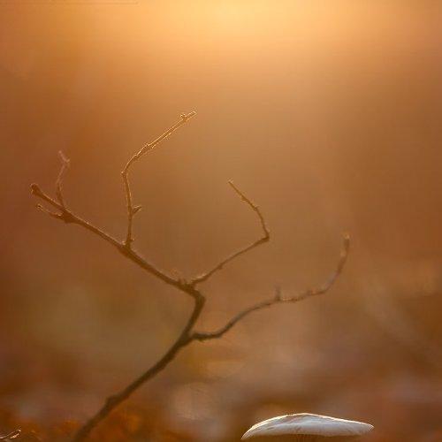 Preview Photographer\'s photo KIZILL