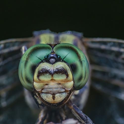 Preview Photographer\'s photo NeCoTi ChonTin