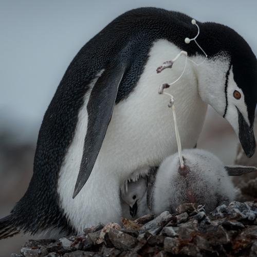 Превью фотографии фотографа Майк Рейфман