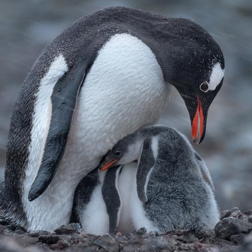 Превью фотографии фотографа Майк Рейфман