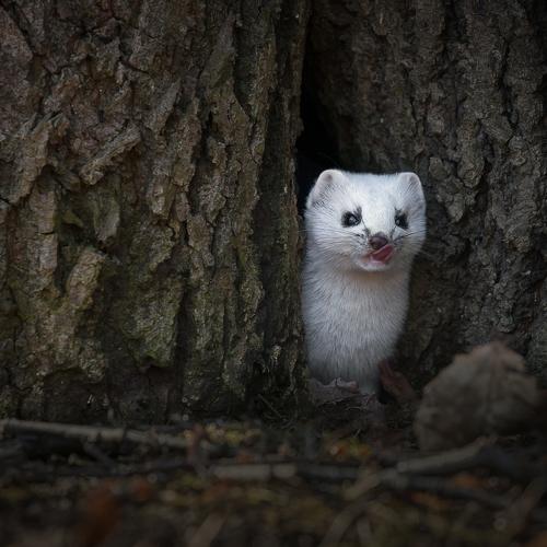 Превью фотографии фотографа Байбекова Светлана