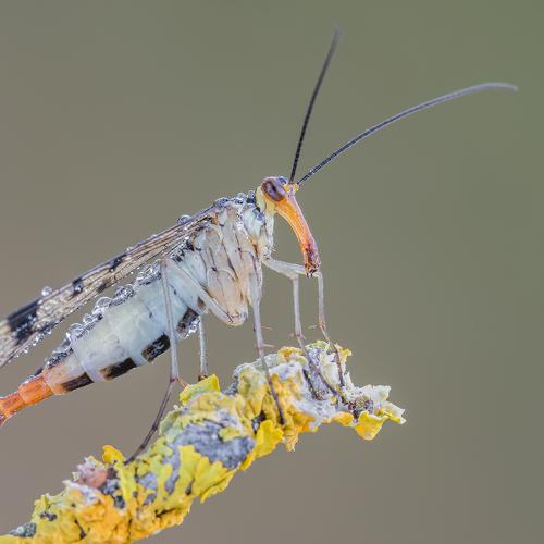 Превью фотографии фотографа Massimo Tamajo