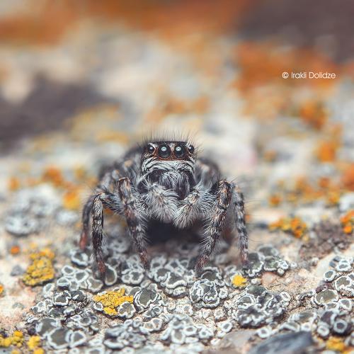 Превью фотографии фотографа დოლიძე ირაკლი