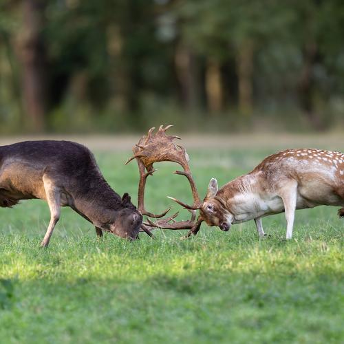 Превью фотографии фотографа Marcin Kaczmarkiewicz