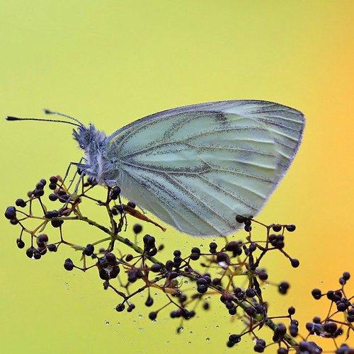 Превью фотографии фотографа Корочкин Андрей