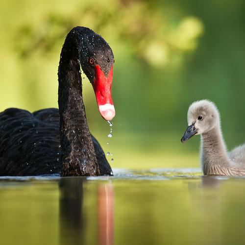 Превью фотографии фотографа Adamec Robert