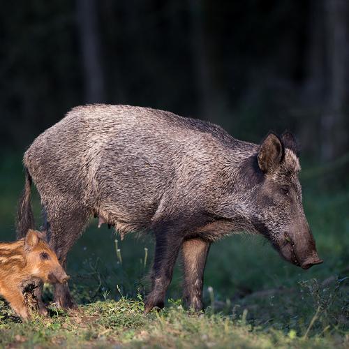 Preview Photographer\'s photo Budimir Jevtic