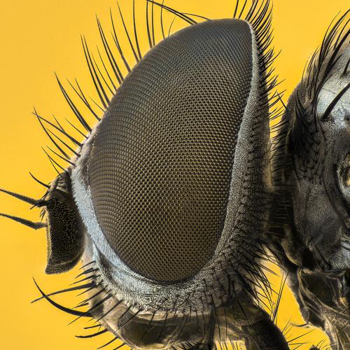 Preview Photographer\'s photo Tsvetan Ganev