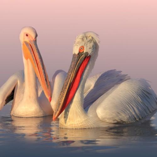 Preview Photographer\'s photo Georgi Slavov