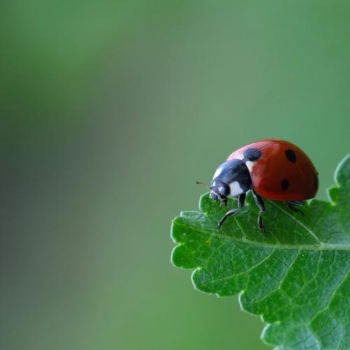 Превью фотографии фотографа vladimir algazin