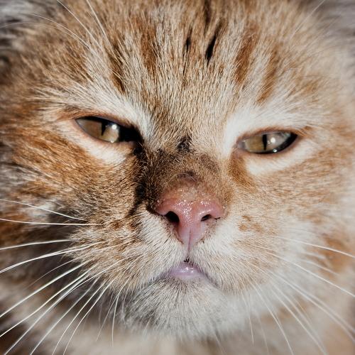 Превью фотографии фотографа Владимир Кедров