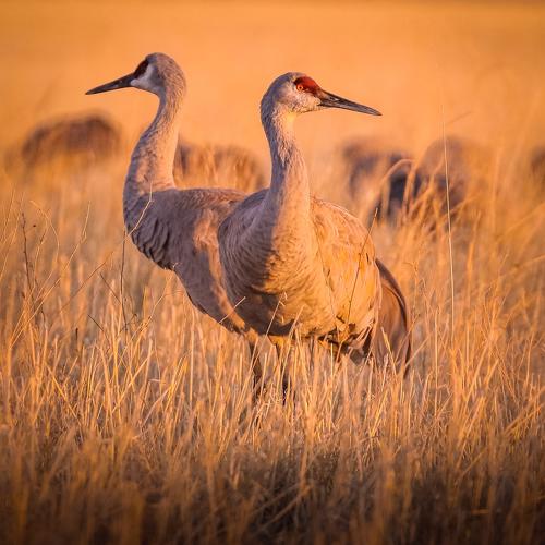 Превью фотографии фотографа Илья Данилов