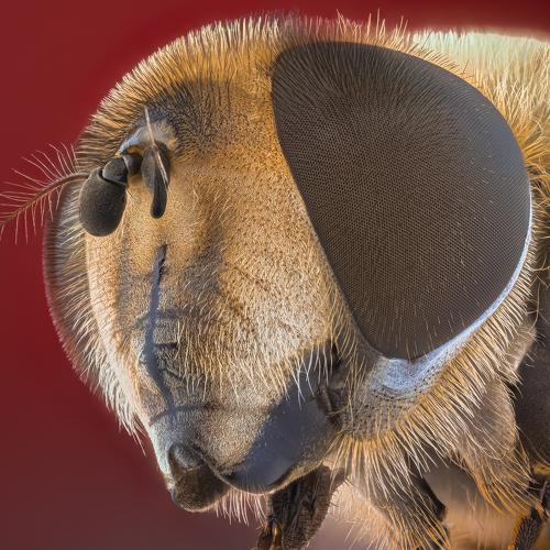 Preview Photographer\'s photo Tsvetan Ganev