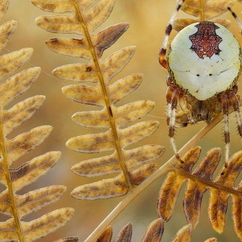 Preview Photographer\'s photo аподл