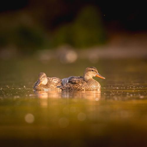 Preview Photographer\'s photo Илья Данилов