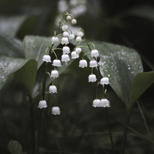 Preview Photographer\'s photo akmal