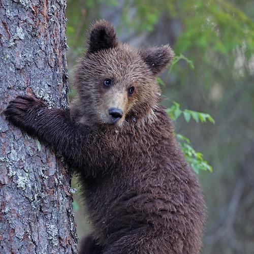 Превью фотографии фотографа Mulkahainen Valtteri
