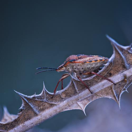 Превью фотографии фотографа Andrey Ostapenko