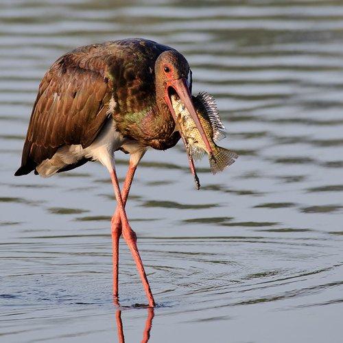 Превью фотографии фотографа Наум Пятов