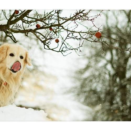 Превью фотографии фотографа Pavla Hralova