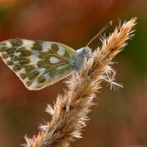 Preview Photographer\'s photo Сергей Голубенко