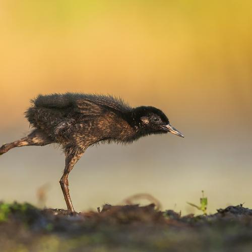 Превью фотографии фотографа Łukasz Sokół