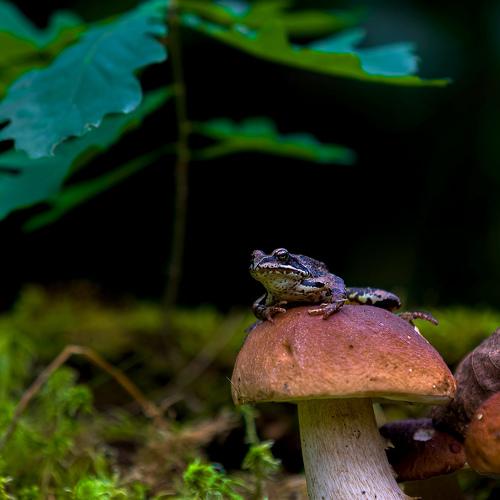 Превью фотографии фотографа Игнатьев Александр