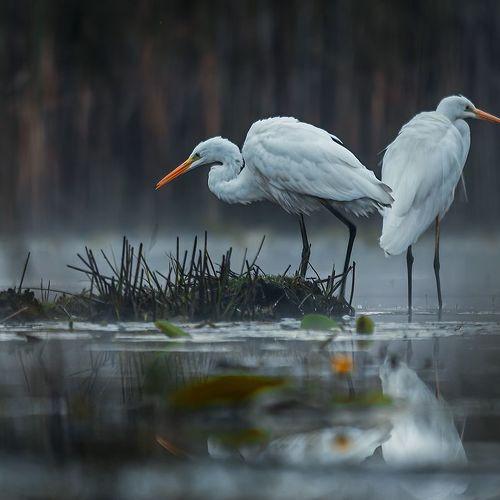 Превью фотографии фотографа Sławek Przybylski