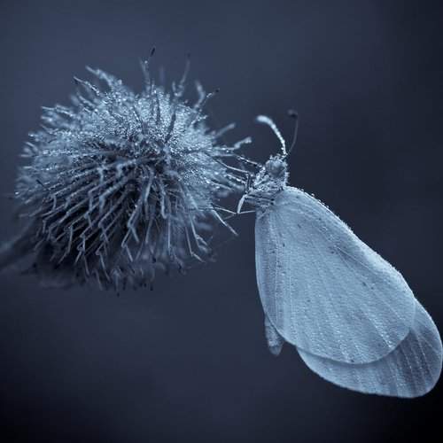 Превью фотографии фотографа Germanic