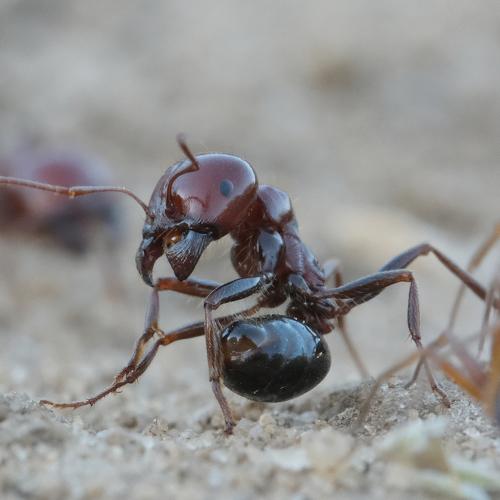 Превью фотографии фотографа vladimir algazin