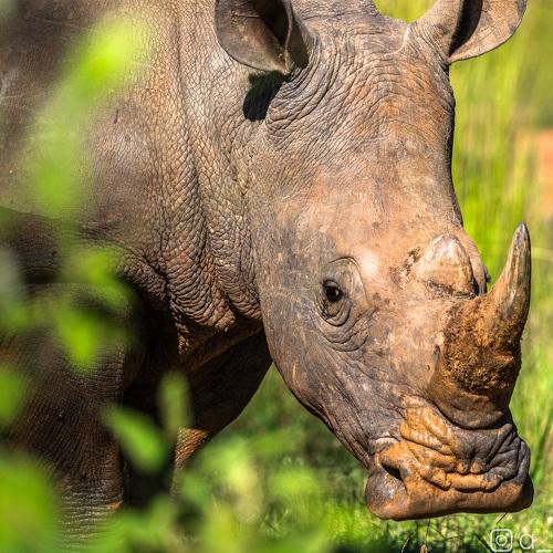 Превью фотографии фотографа Лозицкий Александр