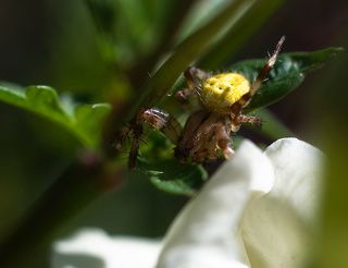 жил-был паучок