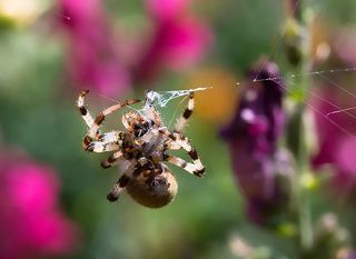 и его сосед