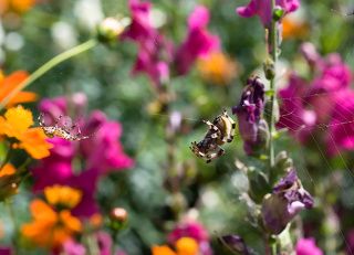 как-то они сошлись на узкой дорожке