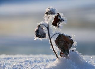 кристальная шубка