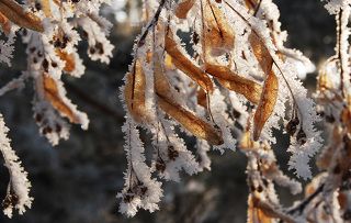 липовые сережки