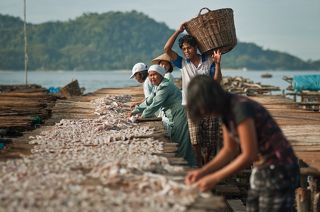 Раннее утро, индонезейцы раскладывают рыбу для сушки.