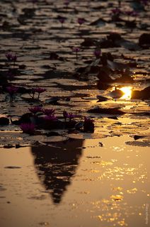 Анкор-ват, отражается в пруду