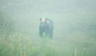 Курильский заповедник, в котором расположился вулкан Тятя, бывший целью нашего путешествия, начинается с речки Саратовки и Саратовского кордона, где служит инспектор Виктор Карпов. Здесь мы остановились отдохнуть на обратном пути. Позади был трудный двадцатикилометровый переход по дождю с тридцатью килограммами на плечах. На следующий день, после всех неизбежных возлияний с нашедшейся там другой туристической группой москвичей и бани мы, уже вечером, по второму разу, пошли поймать на спиннинг пару- тройку хвостов горбуши на завтрак. И надо ж было такому случиться, что и медведь, наглый пятилетка, не боящийся никого, и ходившей по территории кордона, как по своей, тоже решил сходить на рыбалку. Сначала он нарисовался на дороге, по которой нам надо было уходить назад. Потом ушёл в кусты, высунул голову, зашел в реку, - посмотрел, опять перешел дорогу, выглянул из кустов на фоне вулкана. Стрельба из капсюльного револьвера и ракеты медведя не волновали совершенно. Он просто топтался на виду, выдавливая нас с этого рыболовного пятачка у реки, прекрасно зная, что здесь есть чем поживиться. Наши тем временем  проводили мастер-класс для остальных по скоростной разделке рыбы, \
