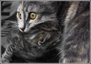 Кошка Загрызка и ее отпрыск