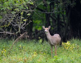 Не фотограф ли там?